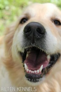 Dog Kennels Yarrambat