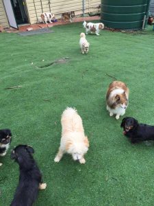 Dog Kennels South Morang