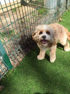 Dog Kennels South Morang